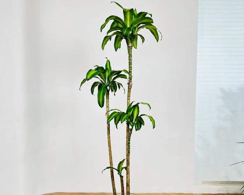 如何正确养护巴西铁植物（打造健康繁茂的巴西铁，关键在于养护技巧）-第2张图片-绿意生活