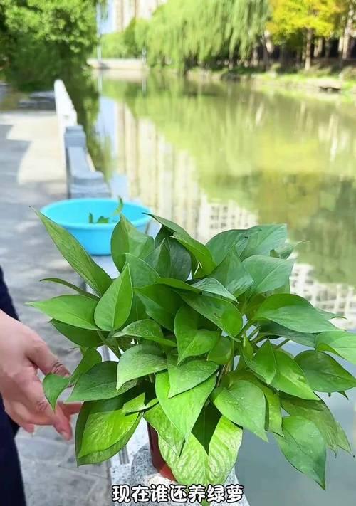如何正确养护巴西铁植物（打造健康繁茂的巴西铁，关键在于养护技巧）-第3张图片-绿意生活