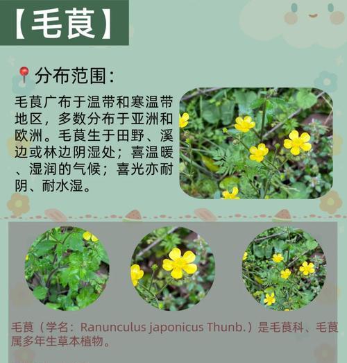 毛茛花的培养指南（掌握关键技巧，打造美丽花园）-第3张图片-绿意生活