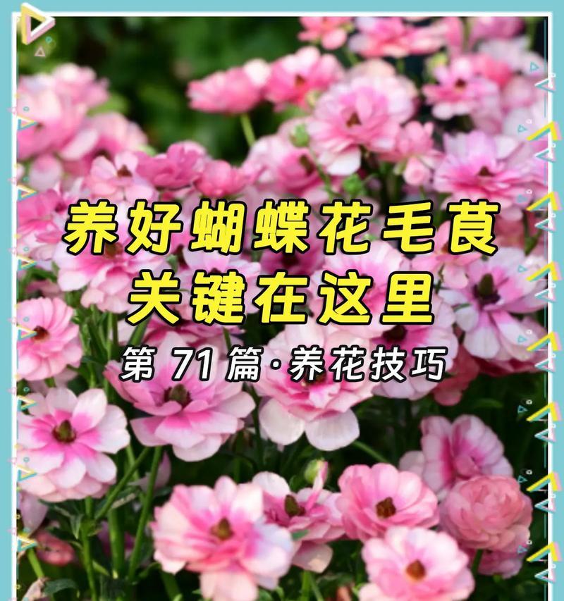 毛茛花的培养指南（掌握关键技巧，打造美丽花园）-第2张图片-绿意生活