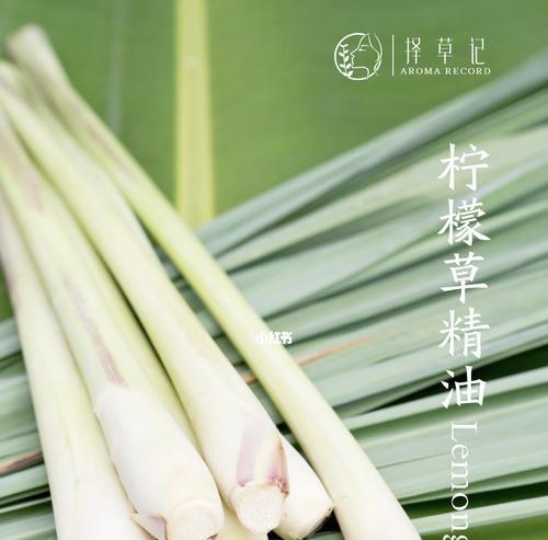 揭秘柠檬草，一种神奇的草（柠檬草的来源、功效与种植技巧一网打尽）-第3张图片-绿意生活