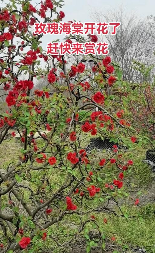 如何修剪玫瑰海棠（让你的玫瑰海棠更美丽）-第1张图片-绿意生活