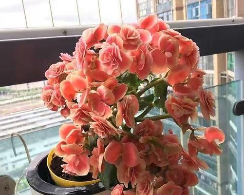 如何修剪玫瑰海棠（让你的玫瑰海棠更美丽）-第3张图片-绿意生活