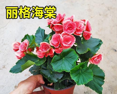如何修剪玫瑰海棠（让你的玫瑰海棠更美丽）-第2张图片-绿意生活