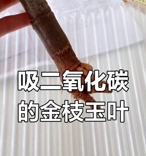 金枝玉叶水培技巧全攻略（让你轻松种出美丽的水培植物）-第3张图片-绿意生活