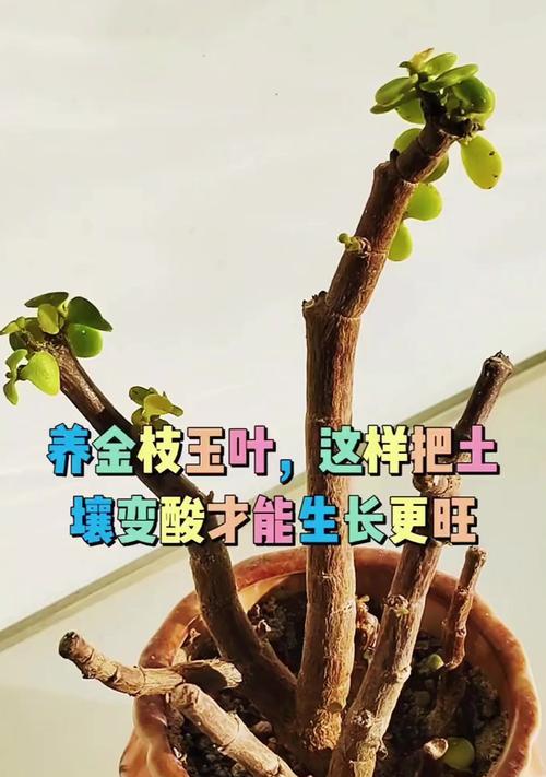 金枝玉叶水培技巧全攻略（让你轻松种出美丽的水培植物）-第2张图片-绿意生活