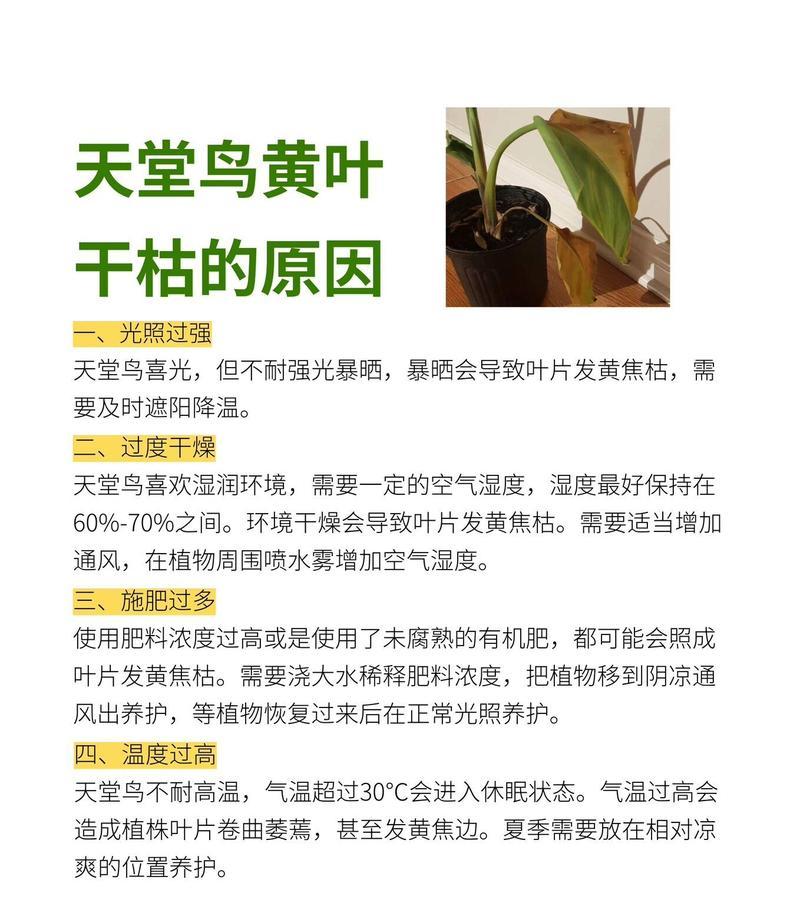 天堂鸟绿植黄叶原因及处理方法（保养天堂鸟绿植，从黄叶问题说起）-第2张图片-绿意生活