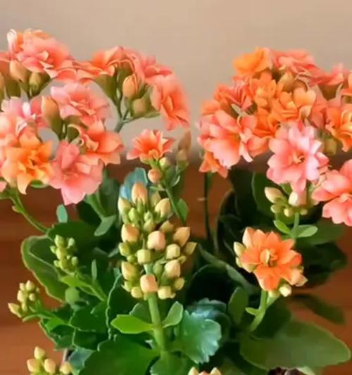室内耐寒花卉大揭秘（选择合适的花卉装点你的冬季生活）-第1张图片-绿意生活