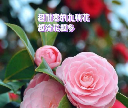室内耐寒花卉大揭秘（选择合适的花卉装点你的冬季生活）-第3张图片-绿意生活