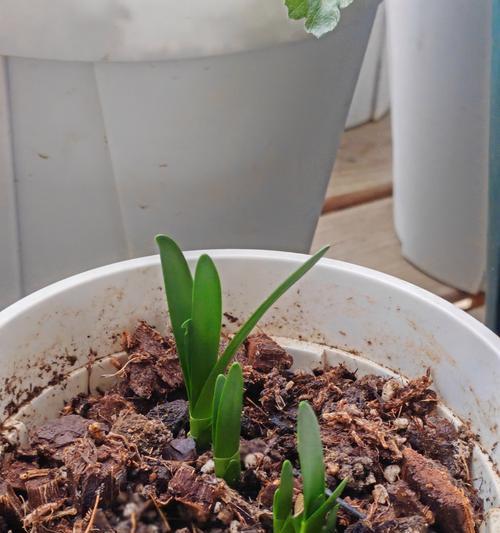 冬季养植指南（冬季养植要点、技巧和注意事项，让您的植物度过严寒的冬天）-第1张图片-绿意生活