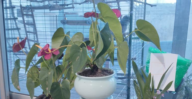 冬季养植指南（冬季养植要点、技巧和注意事项，让您的植物度过严寒的冬天）-第2张图片-绿意生活