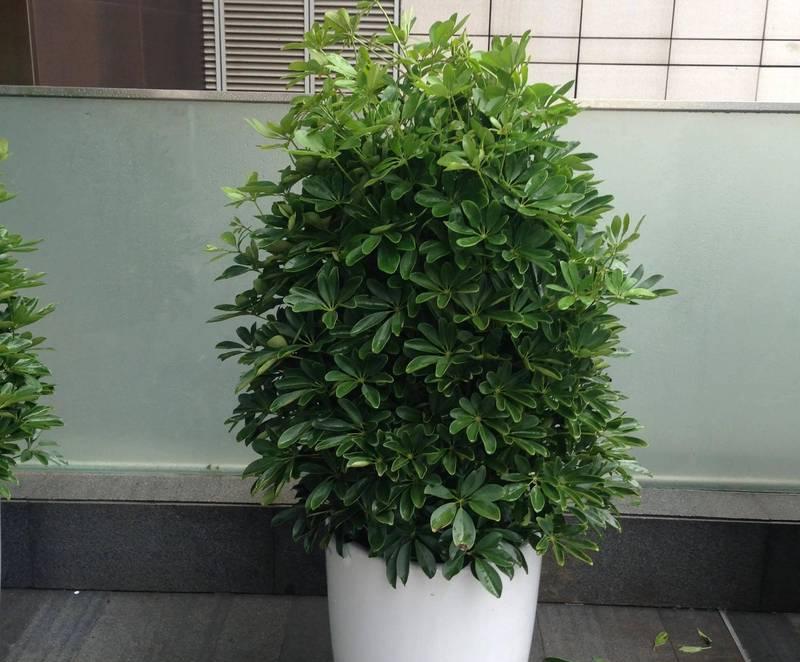 冬季养植指南（冬季养植要点、技巧和注意事项，让您的植物度过严寒的冬天）-第3张图片-绿意生活