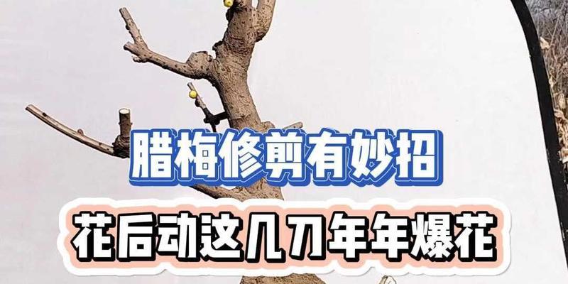 如何修剪腊梅花，让它更加茂盛？（教你快速掌握腊梅花修剪技巧，让你的腊梅花在春天更加美丽！）-第1张图片-绿意生活