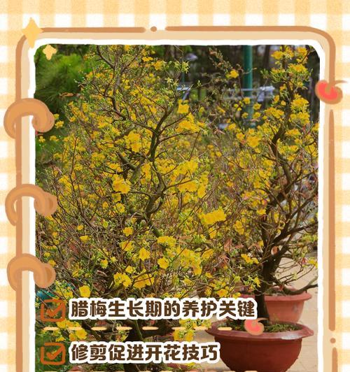 如何修剪腊梅花，让它更加茂盛？（教你快速掌握腊梅花修剪技巧，让你的腊梅花在春天更加美丽！）-第2张图片-绿意生活