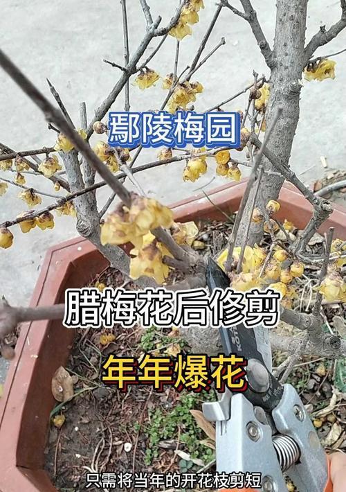 如何修剪腊梅花，让它更加茂盛？（教你快速掌握腊梅花修剪技巧，让你的腊梅花在春天更加美丽！）-第3张图片-绿意生活