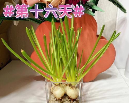水培风信子的养殖技巧（以水培方式让风信子更美丽）-第2张图片-绿意生活