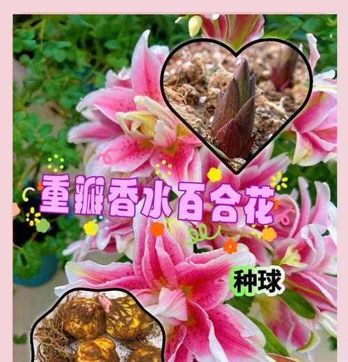 如何正确修剪以香水百合开花（打造美丽花坛的关键步骤与技巧）-第1张图片-绿意生活