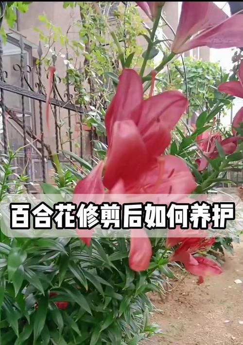如何正确修剪以香水百合开花（打造美丽花坛的关键步骤与技巧）-第3张图片-绿意生活