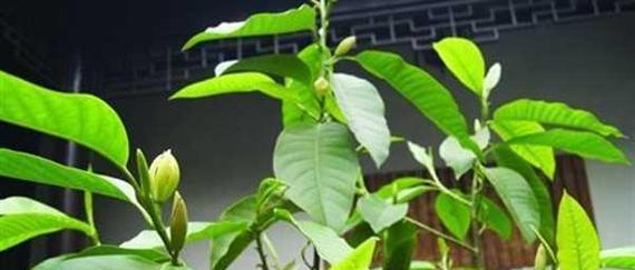 白兰花的栽种方法与技巧（打造优雅花园，一起来学习白兰花的种植技术吧！）-第1张图片-绿意生活