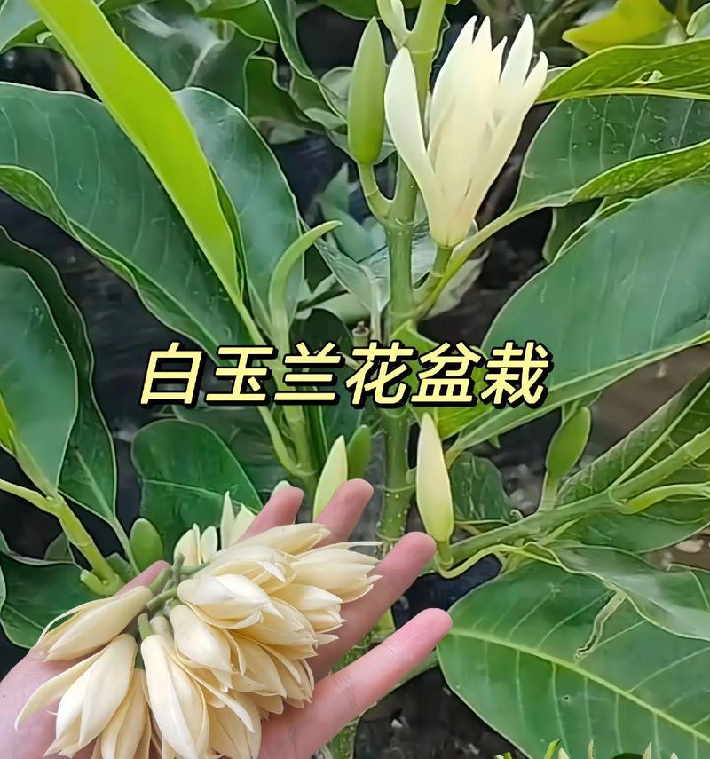 白兰花的栽种方法与技巧（打造优雅花园，一起来学习白兰花的种植技术吧！）-第3张图片-绿意生活