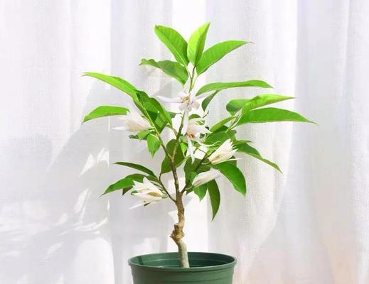 白兰花的栽种方法与技巧（打造优雅花园，一起来学习白兰花的种植技术吧！）-第2张图片-绿意生活