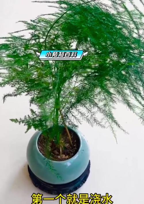 如何让文竹恢复绿意（养护技巧及关键因素）-第1张图片-绿意生活