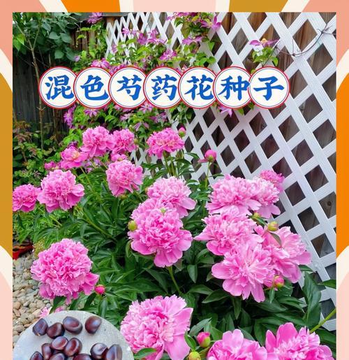 芍药开花周期解析（探究芍药花期及花朵生长规律）-第1张图片-绿意生活