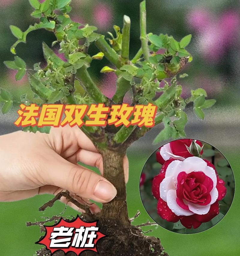 双色花的养殖方法（助你轻松培育绚丽多彩的双色花）-第3张图片-绿意生活
