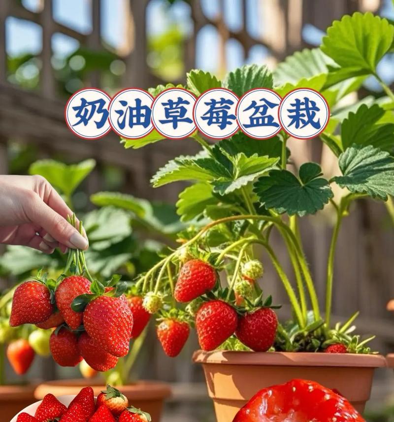 盆栽草莓的压条技术（掌握压条技术，让盆栽草莓更易繁衍）-第1张图片-绿意生活
