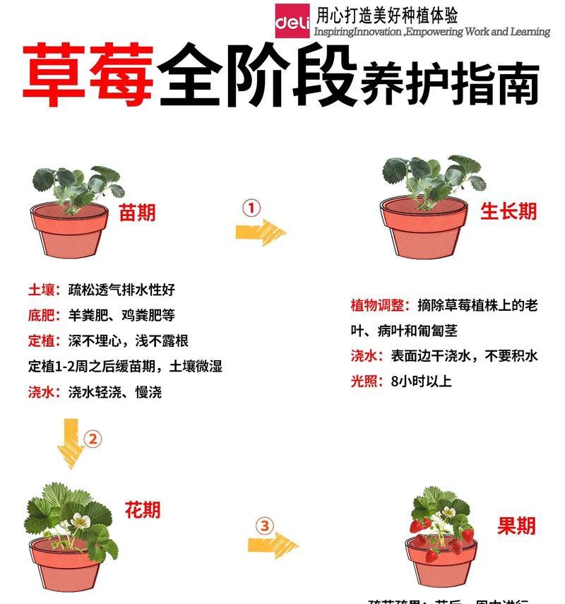 盆栽草莓的压条技术（掌握压条技术，让盆栽草莓更易繁衍）-第2张图片-绿意生活