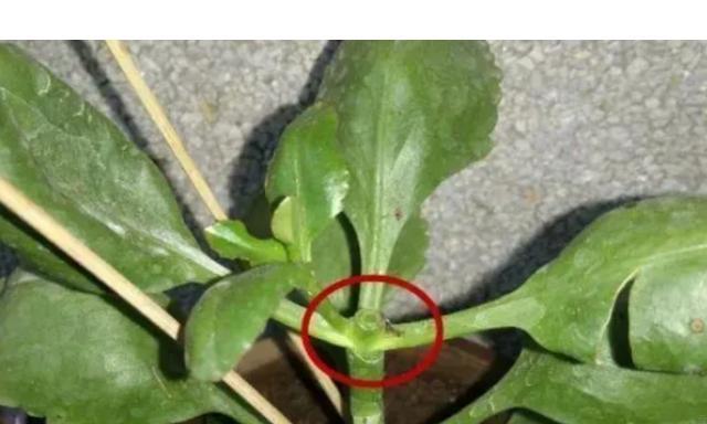 红梅摘心打顶的正确时间和方法（掌握红梅摘心打顶技巧，提高景观树的观赏性）-第1张图片-绿意生活