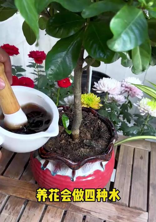 以水养花卉（水的关键作用与养护要点）-第1张图片-绿意生活