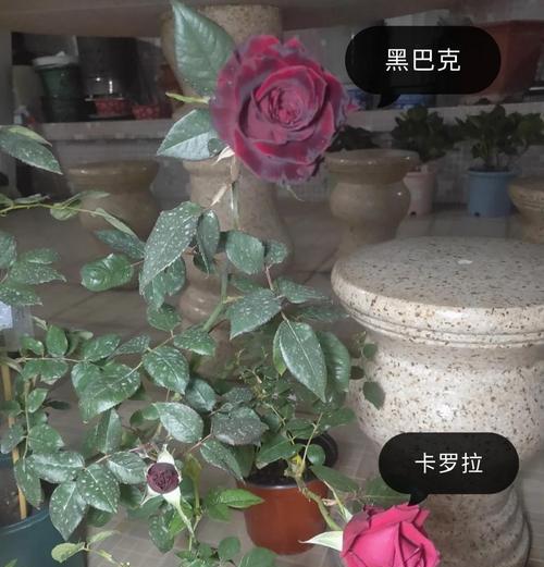 黑美人（揭开黑美人独特魅力的秘密，拥抱多元美的时代）-第1张图片-绿意生活