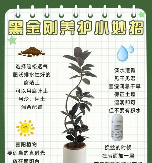 黑美人（揭开黑美人独特魅力的秘密，拥抱多元美的时代）-第2张图片-绿意生活