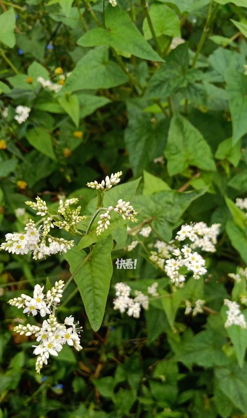 苦荞茶的健康价值（解析苦荞茶的营养成分和功效）-第2张图片-绿意生活