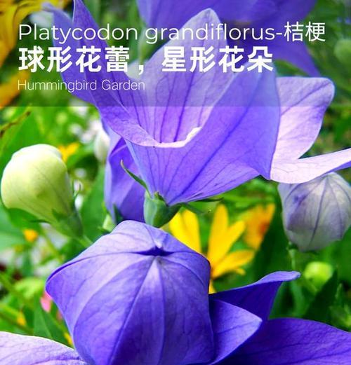 桔梗的养殖技巧（掌握关键诀窍，让桔梗茁壮成长）-第1张图片-绿意生活