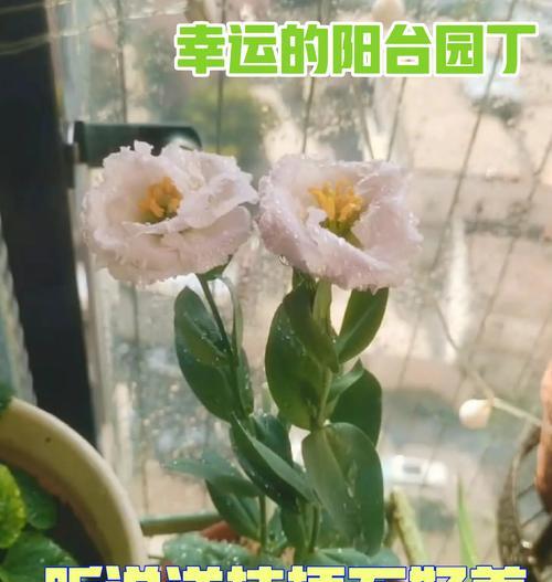 桔梗的养殖技巧（掌握关键诀窍，让桔梗茁壮成长）-第3张图片-绿意生活