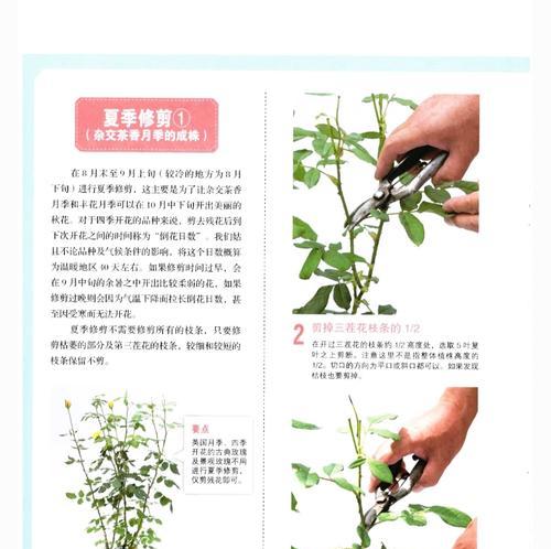 美丽的叶子之剪裁艺术（用剪刀点亮生活，以花下两片叶子为材料进行创作）-第3张图片-绿意生活