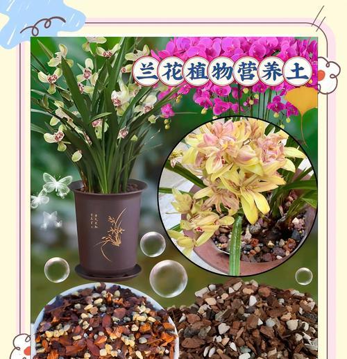 如何正确配制兰花专用营养土（营养土配制方法及关键要素）-第1张图片-绿意生活