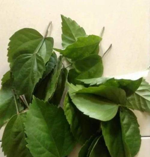 双层木槿花遭洗根叶子打焉，怎么办？（教你正确护理双层木槿花，让它焕发生机）-第1张图片-绿意生活