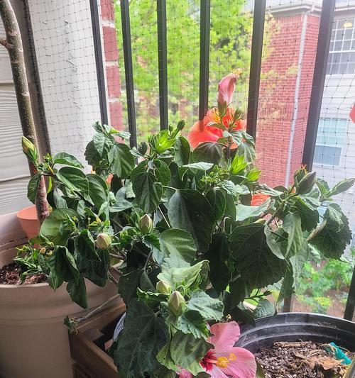 双层木槿花遭洗根叶子打焉，怎么办？（教你正确护理双层木槿花，让它焕发生机）-第2张图片-绿意生活