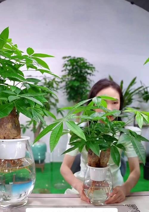 水培发财树根须消失？解决办法一网打尽！（教你如何拯救水培发财树的生命，让财运源源不断！）-第2张图片-绿意生活
