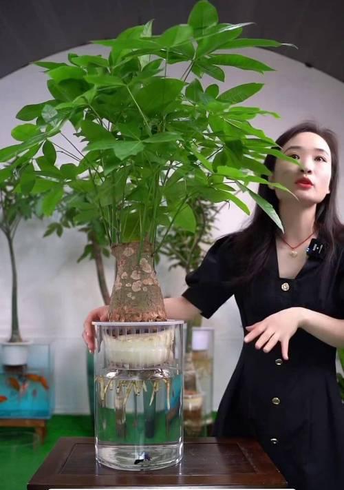 水培发财树根须消失？解决办法一网打尽！（教你如何拯救水培发财树的生命，让财运源源不断！）-第3张图片-绿意生活