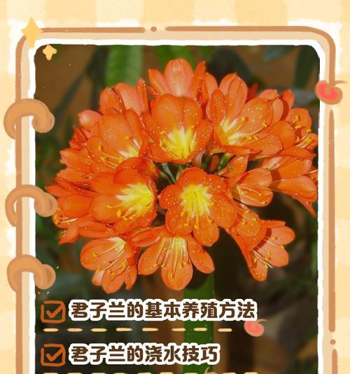 探究君子兰的生长环境条件及特点-第2张图片-绿意生活
