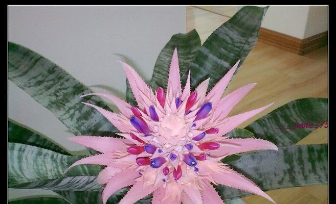 家居养护专家（打造热带风情的绿色角落，菠萝花在家怎么养？）-第2张图片-绿意生活