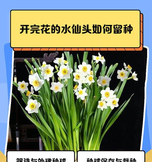 水仙烂根的原因及处理方法（水仙花烂根的危害和预防措施）-第1张图片-绿意生活
