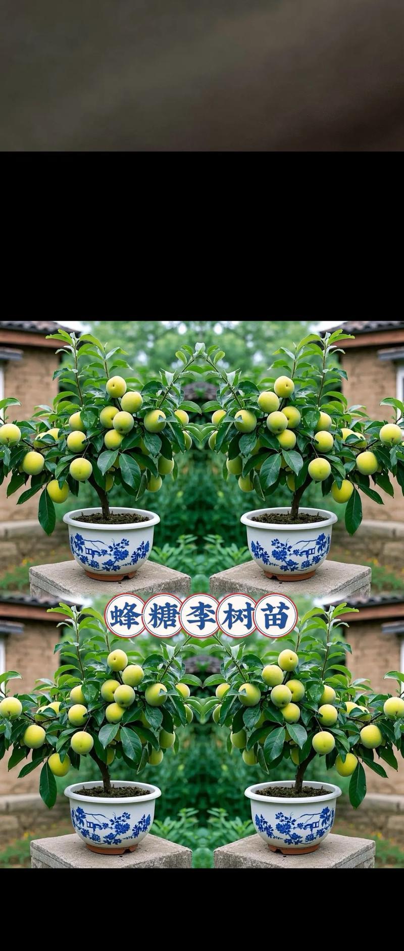 李子树的寿命有多久？（探究李子树的生命周期和生长环境）-第1张图片-绿意生活