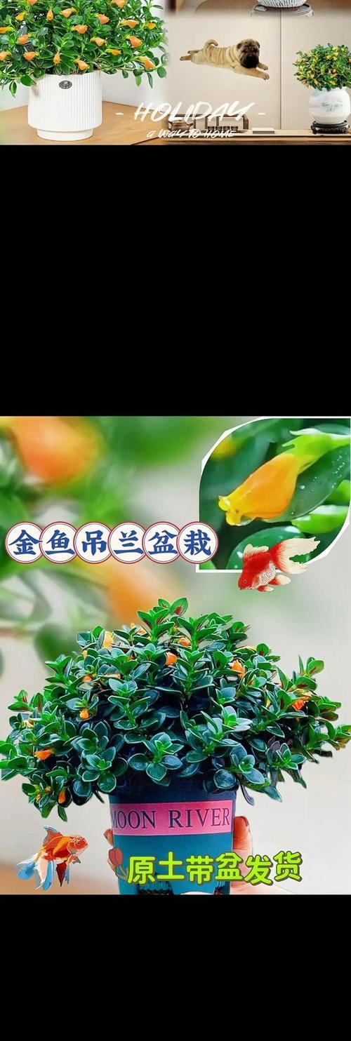 打造宜人生活环境——金鱼吊兰的摆放技巧（打造宜人生活环境——金鱼吊兰的摆放技巧）-第1张图片-绿意生活