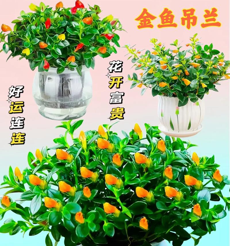 打造宜人生活环境——金鱼吊兰的摆放技巧（打造宜人生活环境——金鱼吊兰的摆放技巧）-第3张图片-绿意生活