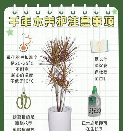 如何防止千年木叶子发软下垂？（原因分析及有效补救方法，让千年木叶子重现风姿）-第3张图片-绿意生活